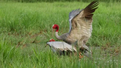 Saurus crane-mating Video stock 130323169
