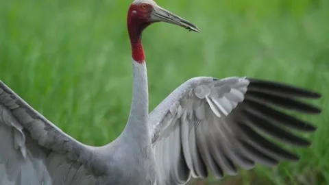 Saurus crane-spreading wings-slow Video stock 130323279