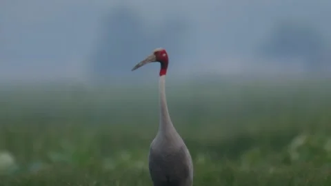 Saurus crane-walking-calling Video stock 130323434