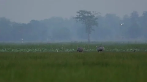 Saurus cranes-calling-walking-wide shot Stock Footage 130323503