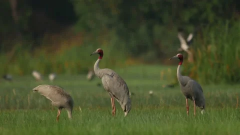 Saurus cranes-eating-walking-wide shot Video stock 130323714