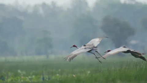 Saurus cranes-flying-landing Video stock 130323831