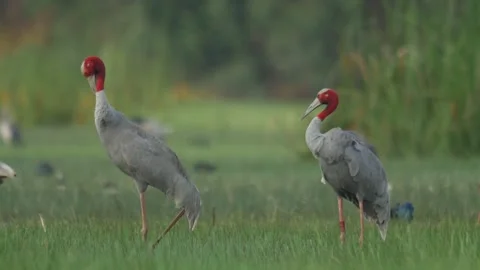 Saurus cranes-grooming Stock Footage 130323904