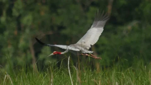 Saurus cranes-taking off-flying Stock Footage 130323956