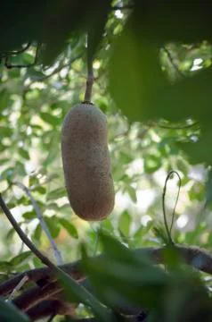 Sausage tree fruit Stock Photos