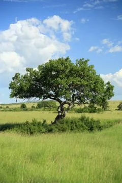 Sausage tree Stock Photos