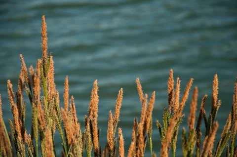 Savage grass Stock Photos