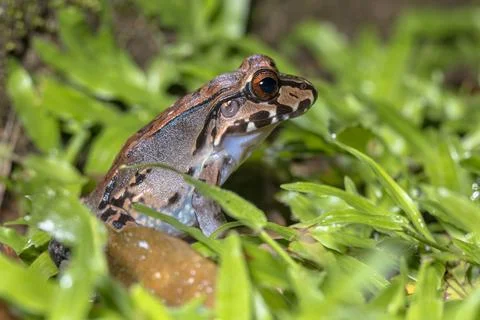 Savage s Thin Toed Frog in Costa Rica Stockfoto's