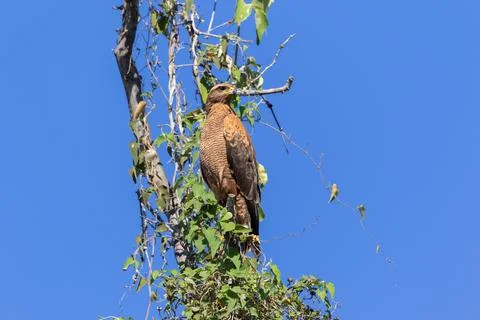 Savanah Hawk Resting on a Tree in Close Up Against a Blue Sky Background in.. Stock Photos