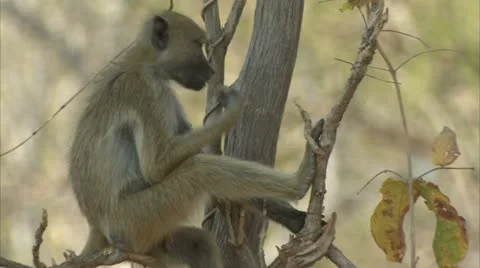 Savanna Baboon climbing down tree. Niassa Reserve, Mozambique. Stock Footage 23757796