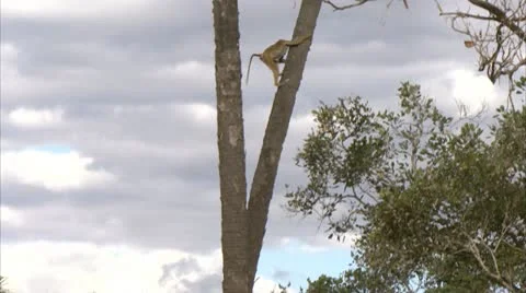 Savanna Baboon climbing down tree. Niassa Reserve, Mozambique. Video stock 23765861