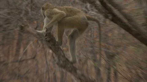 Savanna Baboon climbing up / down tree. Niassa Reserve, Mozambique. Stock Footage 23837400