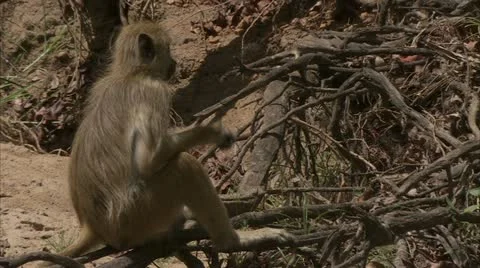 Savanna Baboon pulling on branches. Niassa Reserve, Mozambique. Stock Footage 23778107