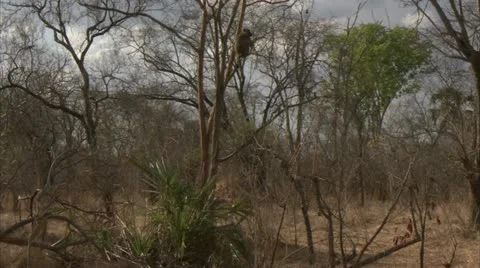 Savanna Baboon sitting in large tree. Niassa Reserve, Mozambique. Stock Footage 23846643