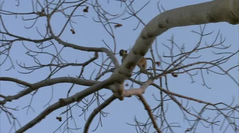 Savanna Baboon in tree, aware of its surroundings. Niassa Reserve, Mozambique. Stock Footage 23763166