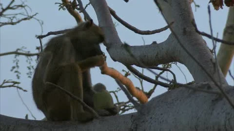 Savanna Baboon in tree, eating fruit. Niassa Reserve, Mozambique. Stock Footage 23765779
