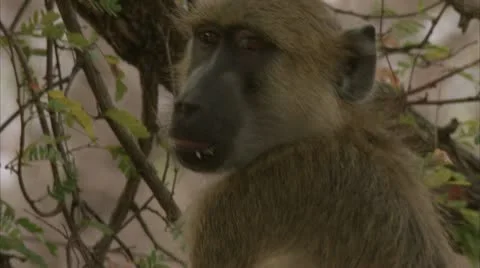Savanna Baboon in tree, eating. Niassa Reserve, Mozambique. Stock Footage 23840407