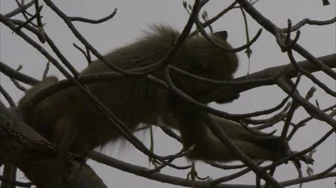 Savanna Baboon in tree, sleeping. Niassa Reserve, Mozambique. Stock Footage 23772553