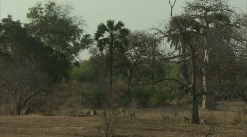 Savanna Baboon troop walking in Niassa Reserve, Mozambique. Stock Footage 23782853