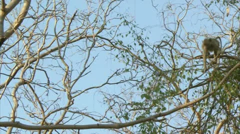 Savanna Baboon walking / sitting in tree. Niassa Reserve, Mozambique. Stock Footage 23777634