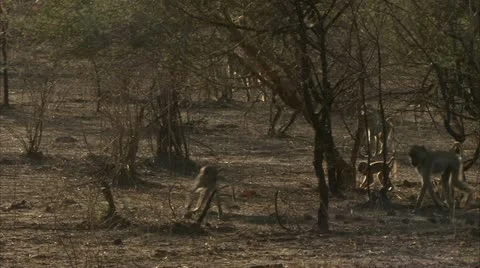 Savanna Baboons active in Niassa Reserve, Mozambique. Stock Footage 23798341
