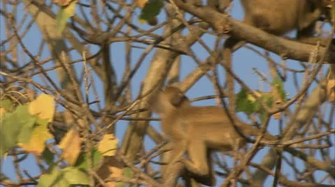 Savanna Baboons active in tree in Niassa Reserve, Mozambique. Stock Footage 23833763