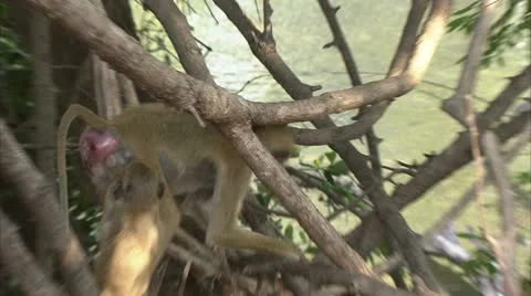 Savanna Baboons running down tree. Niassa Reserve, Mozambique. Stock Footage 23788434