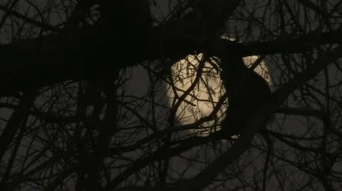 Savanna Baboons silhouette in front of moon. Niassa Reserve, Mozambique. Stock Footage 23831774