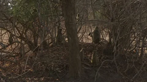 Savanna Baboons sitting between trees in Niassa Reserve, Mozambique. Stock Footage 23768537