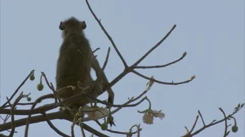 Savanna Baboons sitting in tree, calling. Niassa Reserve, Mozambique. Stock Footage 23828862