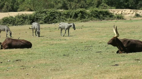 Savanna Stock Footage 828552