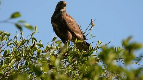Savanna Hawk looking around Stockbeeldmateriaal 86208671