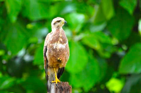 Savanna hawk Stock Photos