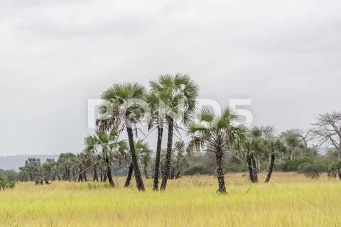 Savanna landscape on Kissama, Angola Stock Photos