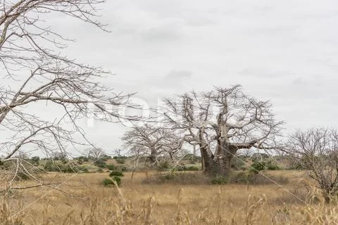 Savanna landscape on Kissama, Angola Stock Photos