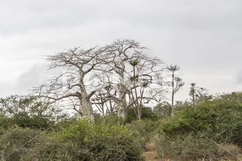 Savanna landscape on Kissama, Angola Stock Photos