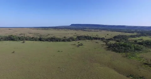 The Savanna of Meta Vídeos de archivo 61841730