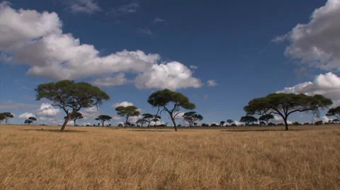 Savanna of the Serengeti timelapse Stock Footage