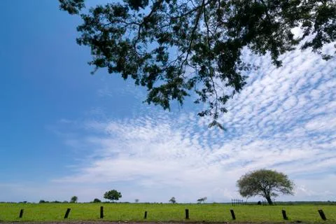 SAVANNAH OF BEKOL Stock Photos