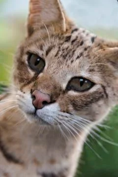 Savannah cat in captivity Stock Photos
