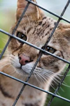Savannah cat in captivity Stock Photos