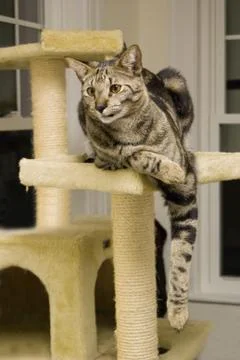 Savannah Cat Stock Photos