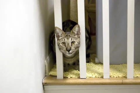 Savannah Cat Stock Photos