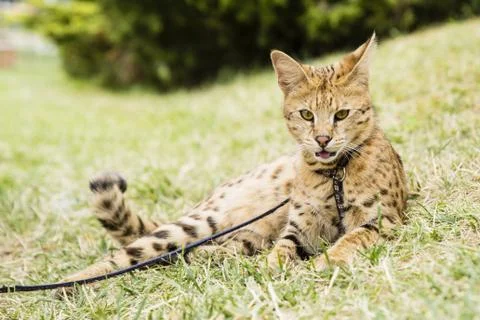 Savannah cat Stock Photos
