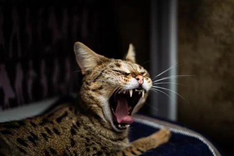 Savannah cat sits on a pedestal pillow against a background of greenery Stock Photos
