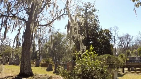 Savannah Georgia cemetery with large tree and Spanish Moss Stock Footage 72906847