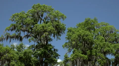 Savannah, Georgia Trees Stock Footage 49942838