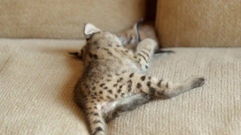 Savannah Kittens Video stock 128079269