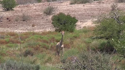 Savannah landscape with giraffe alone Stock Footage 51328319