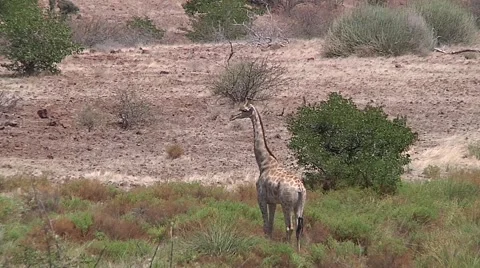 Savannah landscape with giraffe Stock Footage 51328311